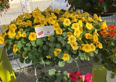 Bebé amarillo de Takii americano en Salinas.