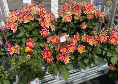 Summer Bees Red Bicolor de Dümmen Orange que presentó sus variedades en Center of Effort, una bodega artesanal establecida en Arroyo Grande