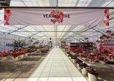 Año de la Begonia -->