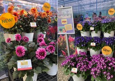 Labella Dahlia Grande Ámbar Chocolate y Pericallis serie POP.