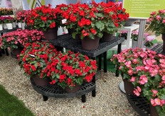 Begonias Sueños de Beekenkamp