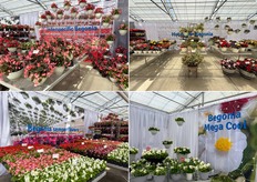Begonias, begonias y más begonias. En el sentido de las agujas del reloj: Begonias interespecíficas, Begonias Hot House, Begonia Mega Cool y Begonia Semperflorens.