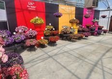 Danziger's LIA, Ombre & Eyeconic, y Colibri