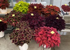 Kientzler's pright Coleus TerraScape. En la imagen tres nuevas variedades Royal Delight, Pink Ribbons y Midnight Majesty.