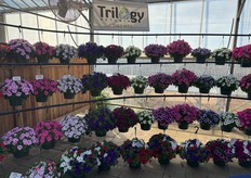 Petunia Trilogy en Takii Seed.