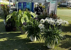 Colección de plantas de Southern Living. Plantas de izquierda a derecha: Ilex Golden Sky™, Colocasia ROYAL HAWAIIAN® 'Tropical Paradise' , Agapanthus Ever Amethyst™, y Agapanthus Ever White™.