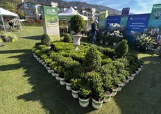 Expositor Better Boxwood que presenta la colección completa.