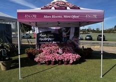 Autumn Kiss® de Encore Azalea