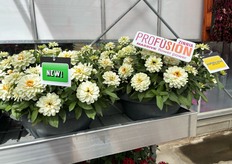 Profusión de Sakata