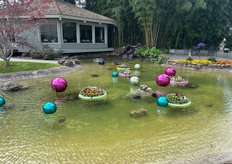 Incluso en el agua florecen plantas