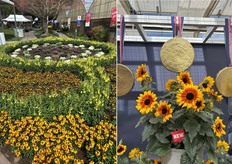En Syngenta Flowers