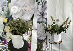 Athyrium 'Pewter Lace' de Terra Nova y Phygelius COLORBURST™ 'White' de Terra Nova