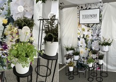 La Dicentra 'Amore Titanium' de Terra Nova y el expositor de Terra Nova con ThinkPlants en Headstart Nursery.