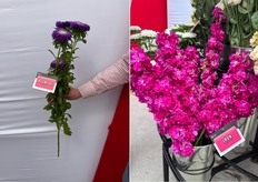 Flores cortadas de Sakata Azumi CL y Iron. Por supuesto, ¡había más en exposición!