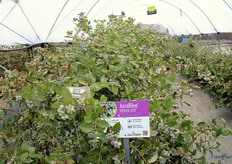 Variedad AzraBlue