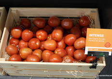 La variedad Intense. Utilizada en los Países Bajos para el concepto de tomate snack, por los productores de ZON.