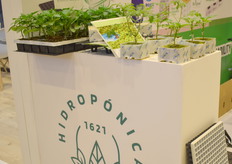 Lechuga cultivada hidropónicamente en el sistema Hidroponica