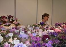 Vida Violeta.