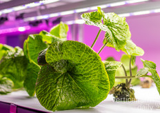 Wassabi cultivado acuapónicamente por Especmic