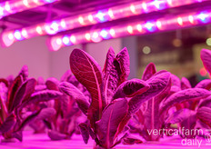 Lechuga de cultivo acuapónico
