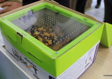 Abejorros Biobest