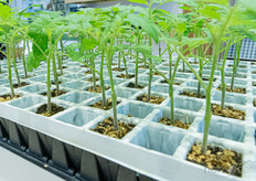 Las bandejas de propagación de INA Plastics.