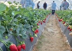 Variedad Red Samantha, cultivada en suelo