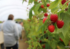 Frambusas Pink Hudson