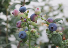 Arándanos Blue Maldiva