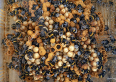 ¿Habías visto antes una colmena tan de cerca?