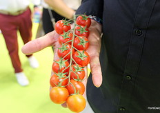 Realmente, un racimo de tomates perfecto