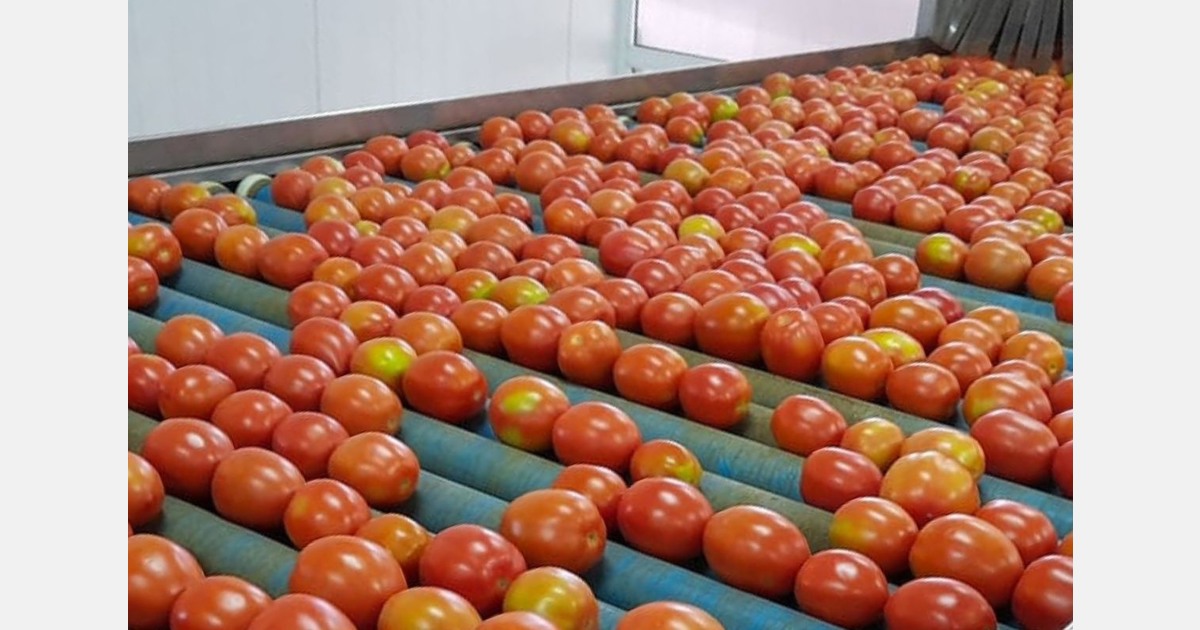 La campaña marroquí de hortalizas viene retrasada y comenzará a ...